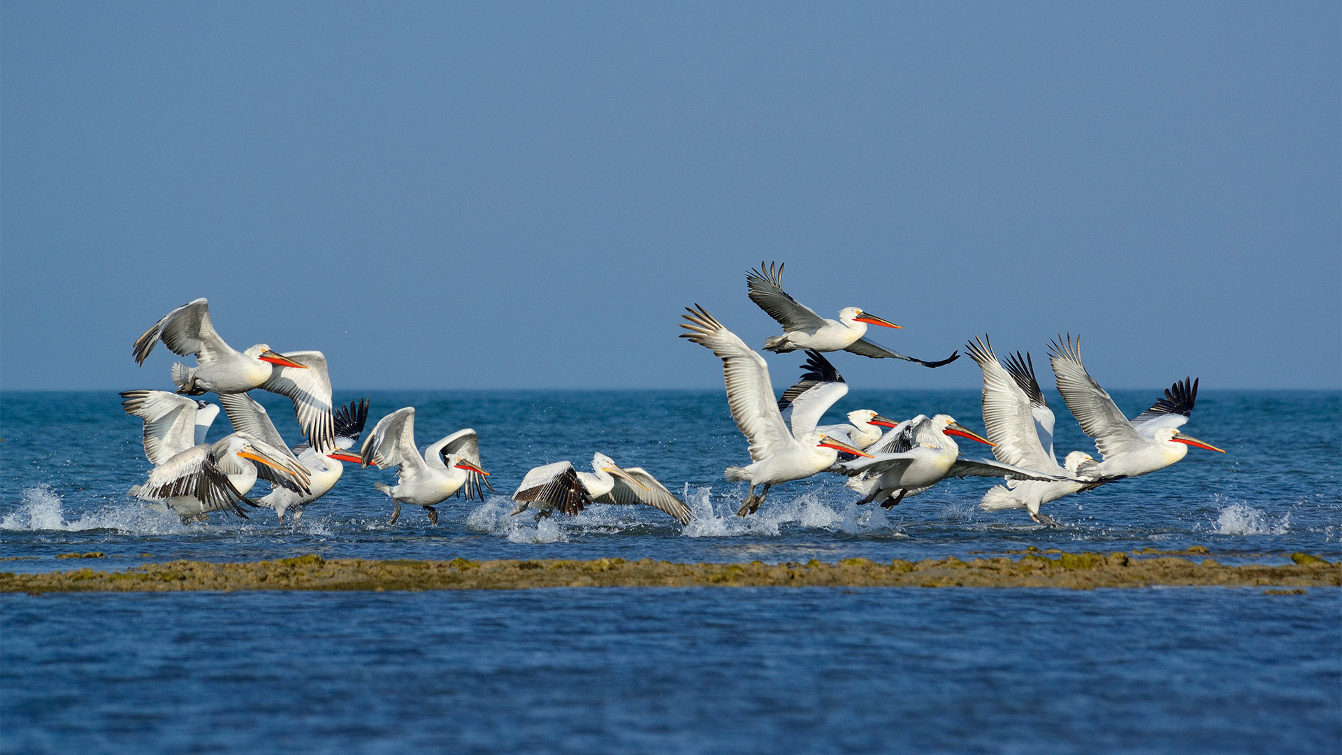 Место на карте: где увидеть пеликанов