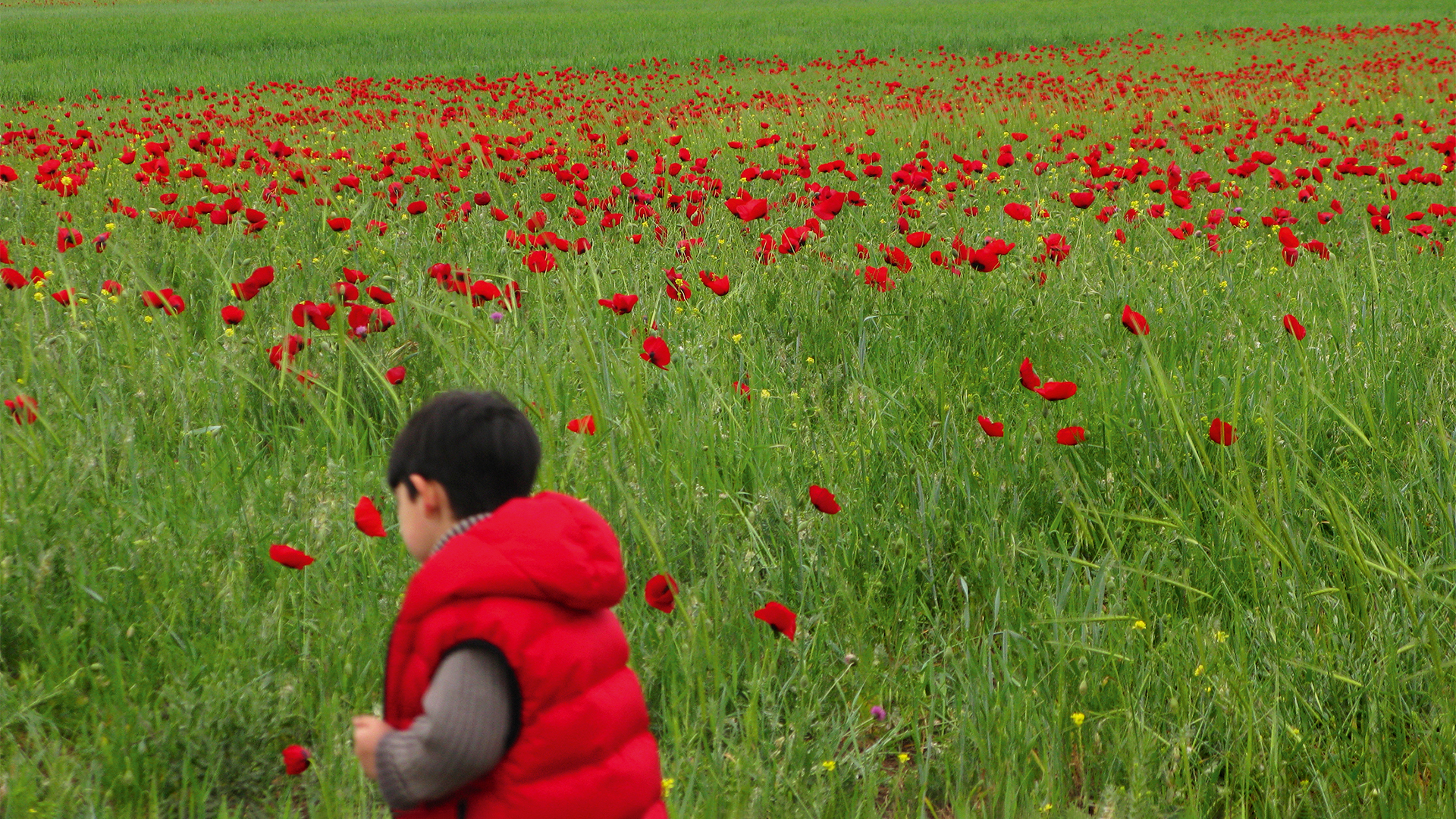 Новруз: праздник глазами азербайджанских фотографов